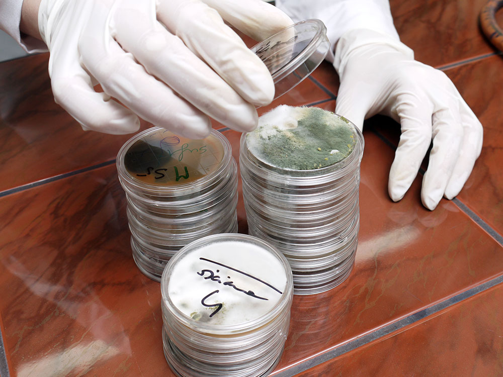 An Inspection Central employee opening a Petri dish with mold samples